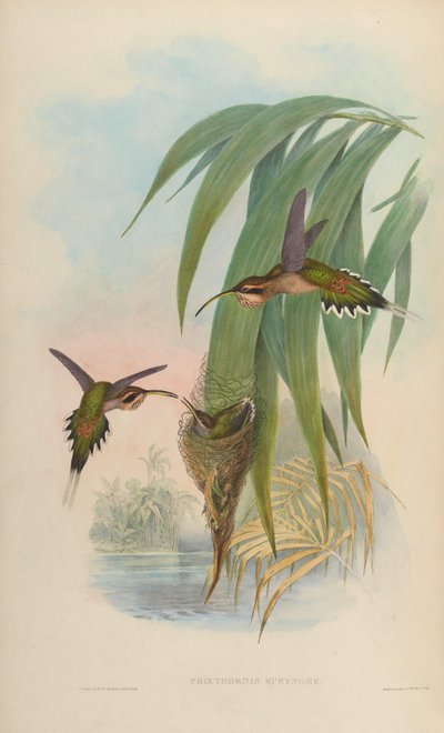 Phaethornis eurynome de John Gould